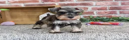 Miniature Schnauzer dogs for sale: Summer - Ad 5