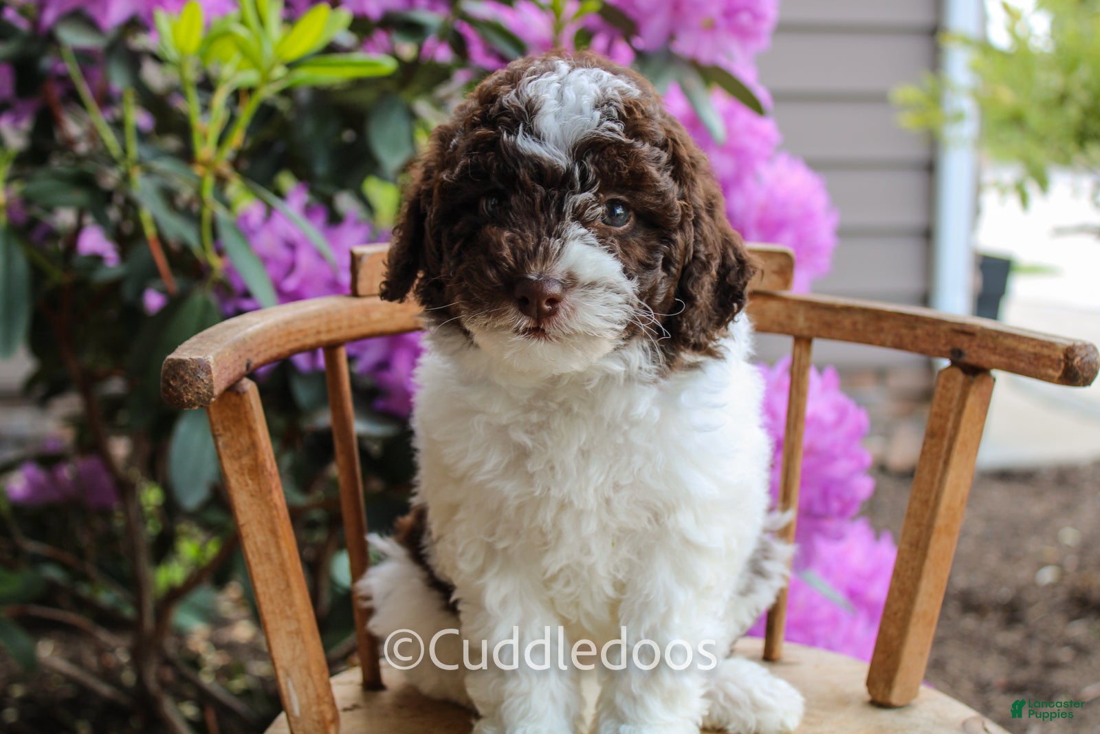Mixed Breed dogs Mercury - Ad 1