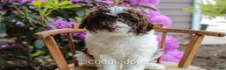 Mixed Breed dogs for sale: Mercury - Ad 3