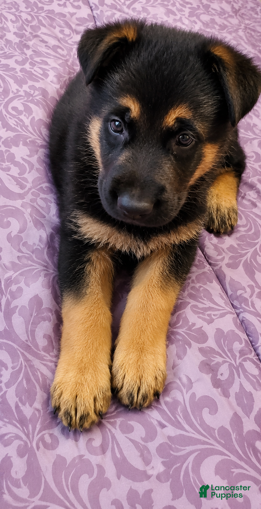 German Shepherd dogs Pinki  - Ad 6