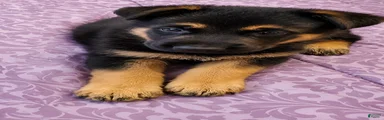 Pinki 