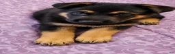 German Shepherd dogs for sale: Pinki  - Ad 1