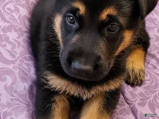 German Shepherd dogs Pinki - Ad 6