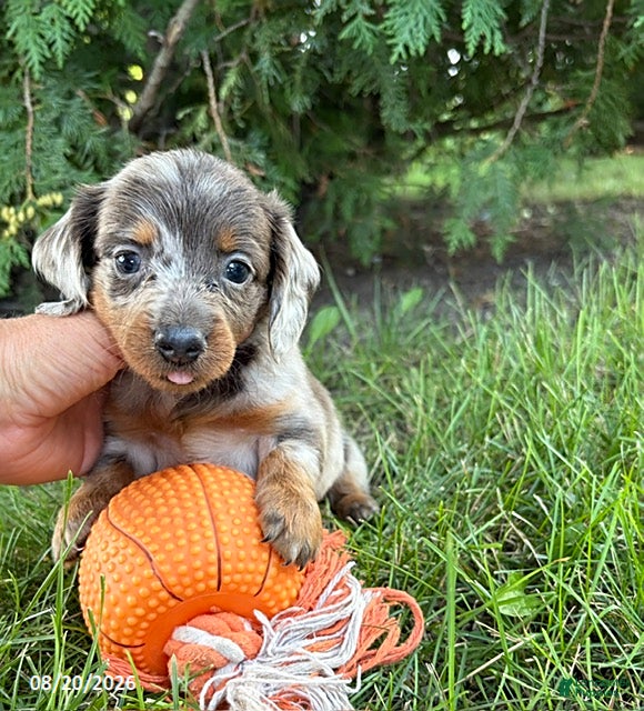 Dachshund dogs Colson - Ad 2