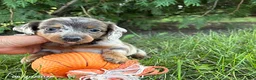 Dachshund dogs for sale: Colson - Ad 2