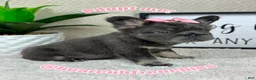 French Bulldog dogs for sale: French Bulldog litter of 5 puppies - Ad 2