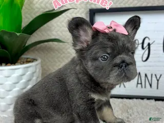 French Bulldog dogs Blue big rope female - Ad 4