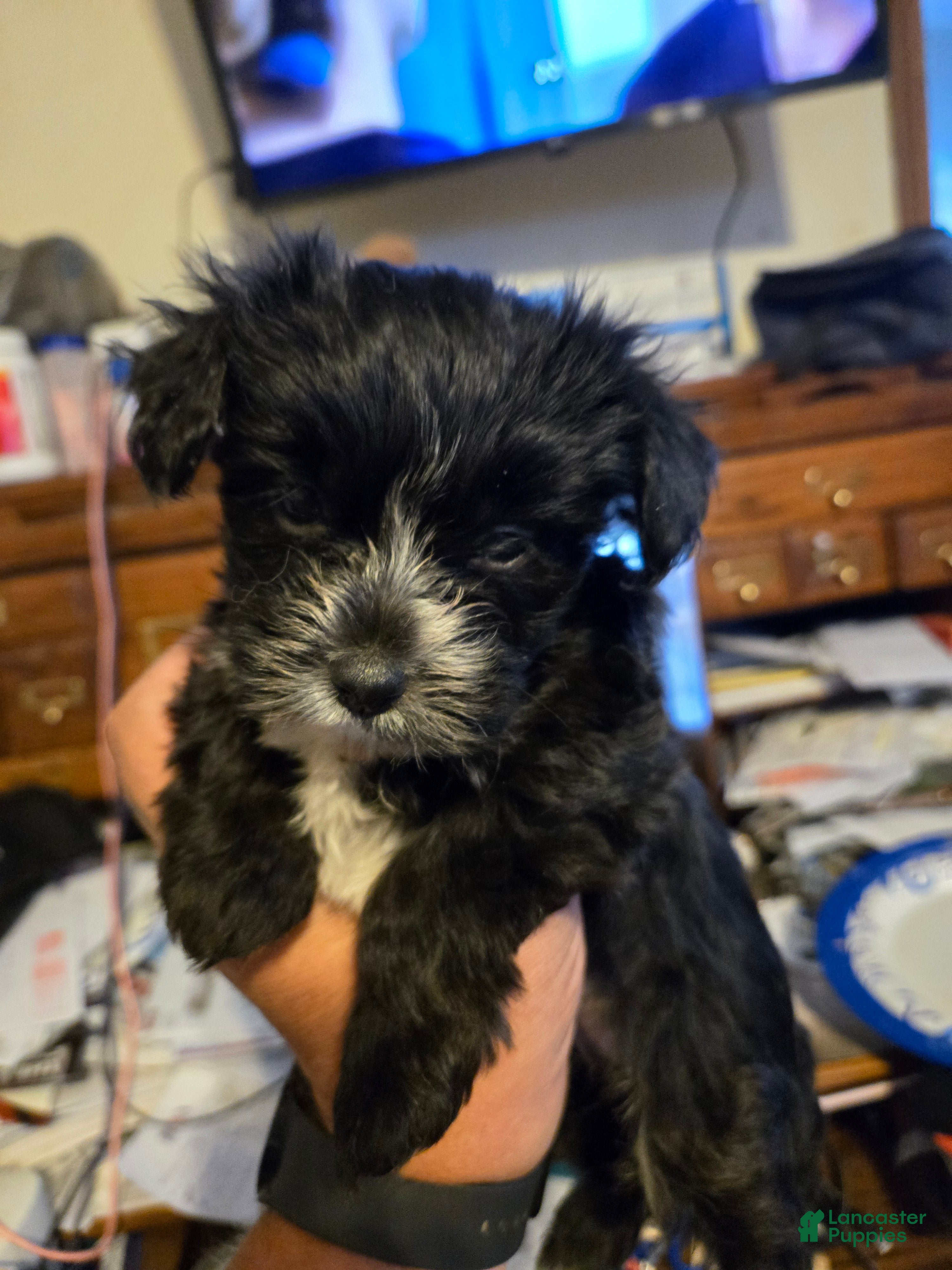 Mixed Breed dogs Mixed Breed Puppy 1 - Ad 23