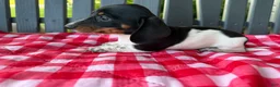 Miniature Dachshund dogs for sale: Willow - Ad 3
