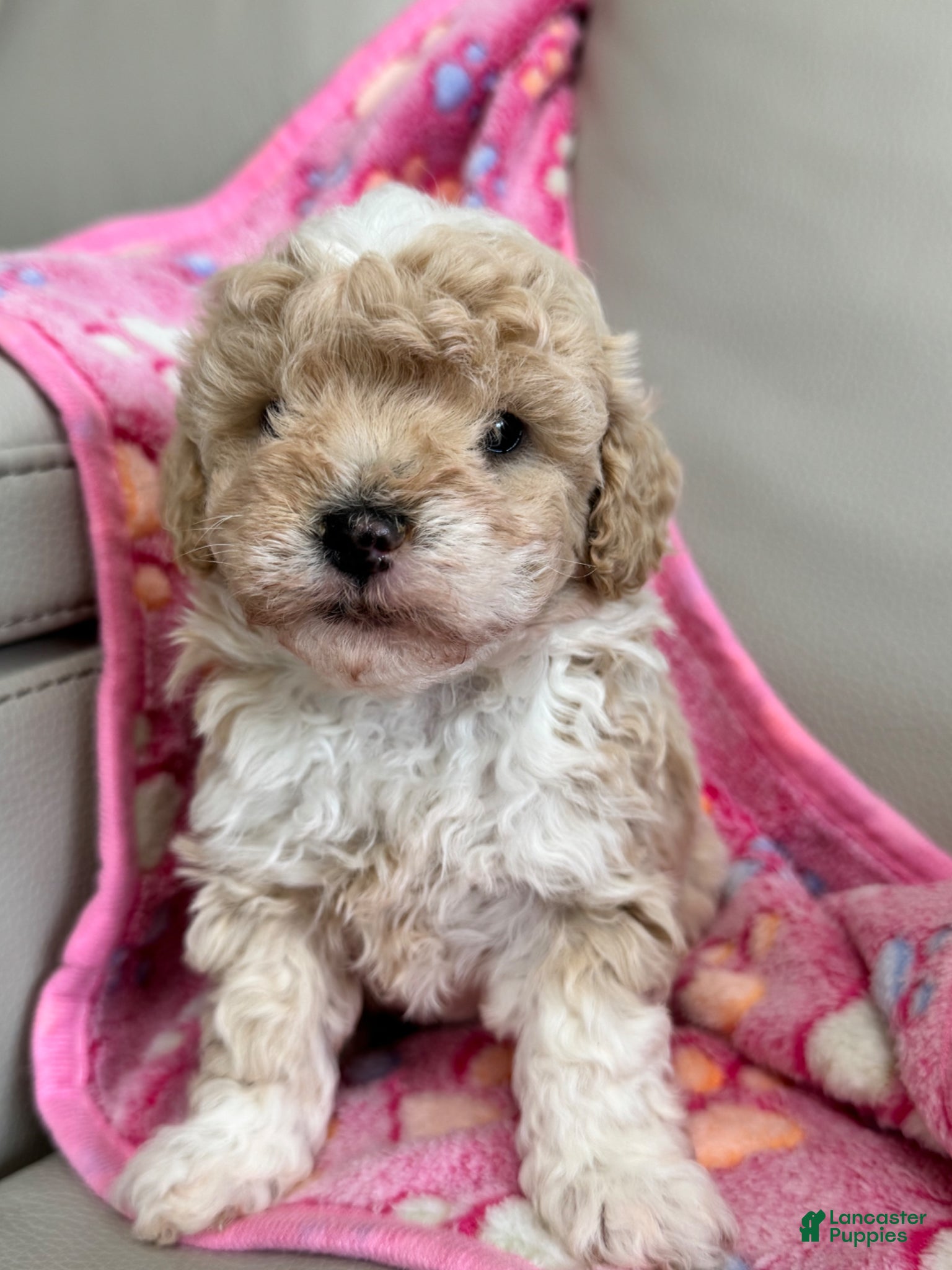 Toy Poodle dogs Toy Poodle Puppy 4 - Ad 25