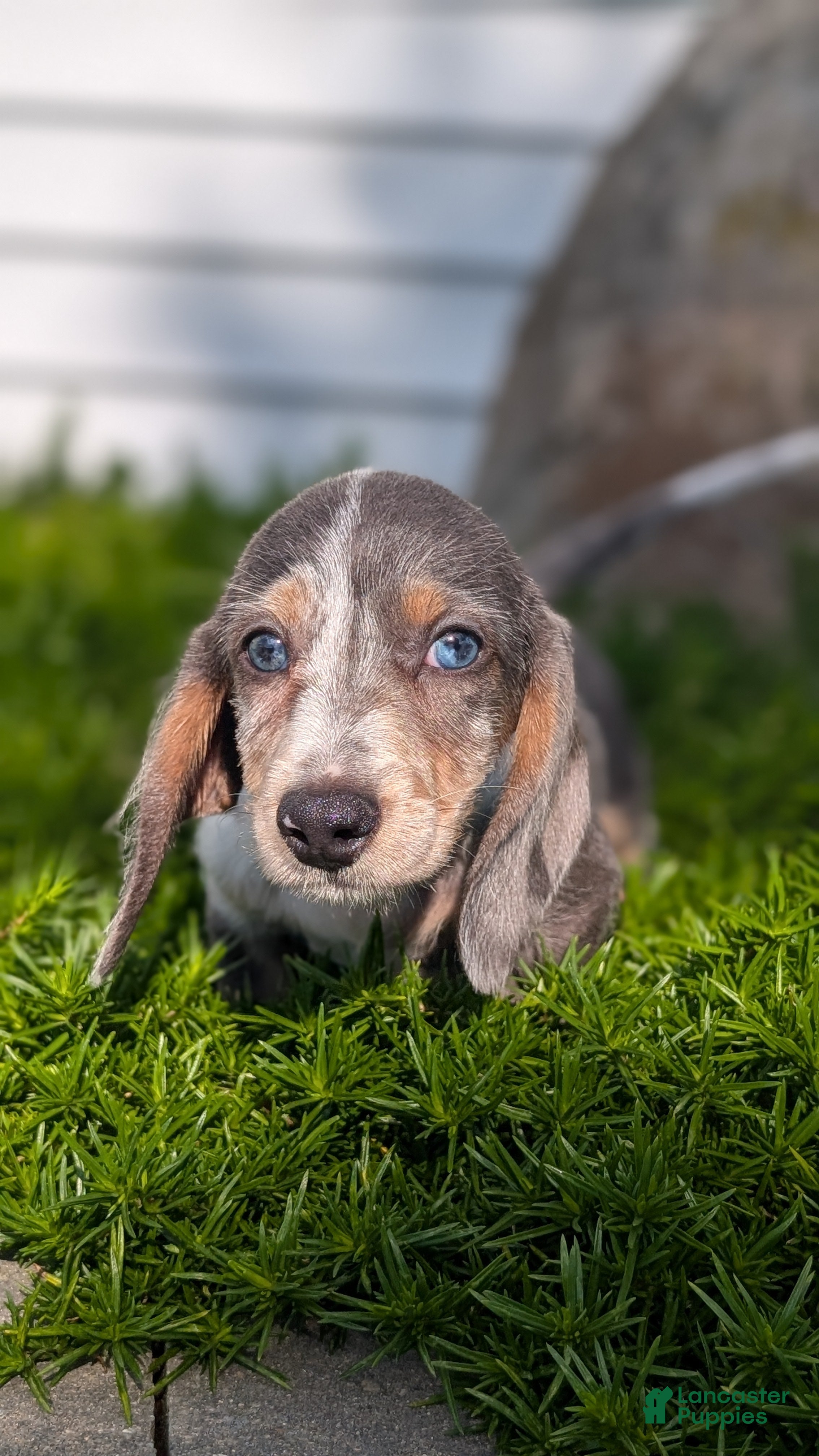Miniature Dachshund dogs Kya - Ad 2