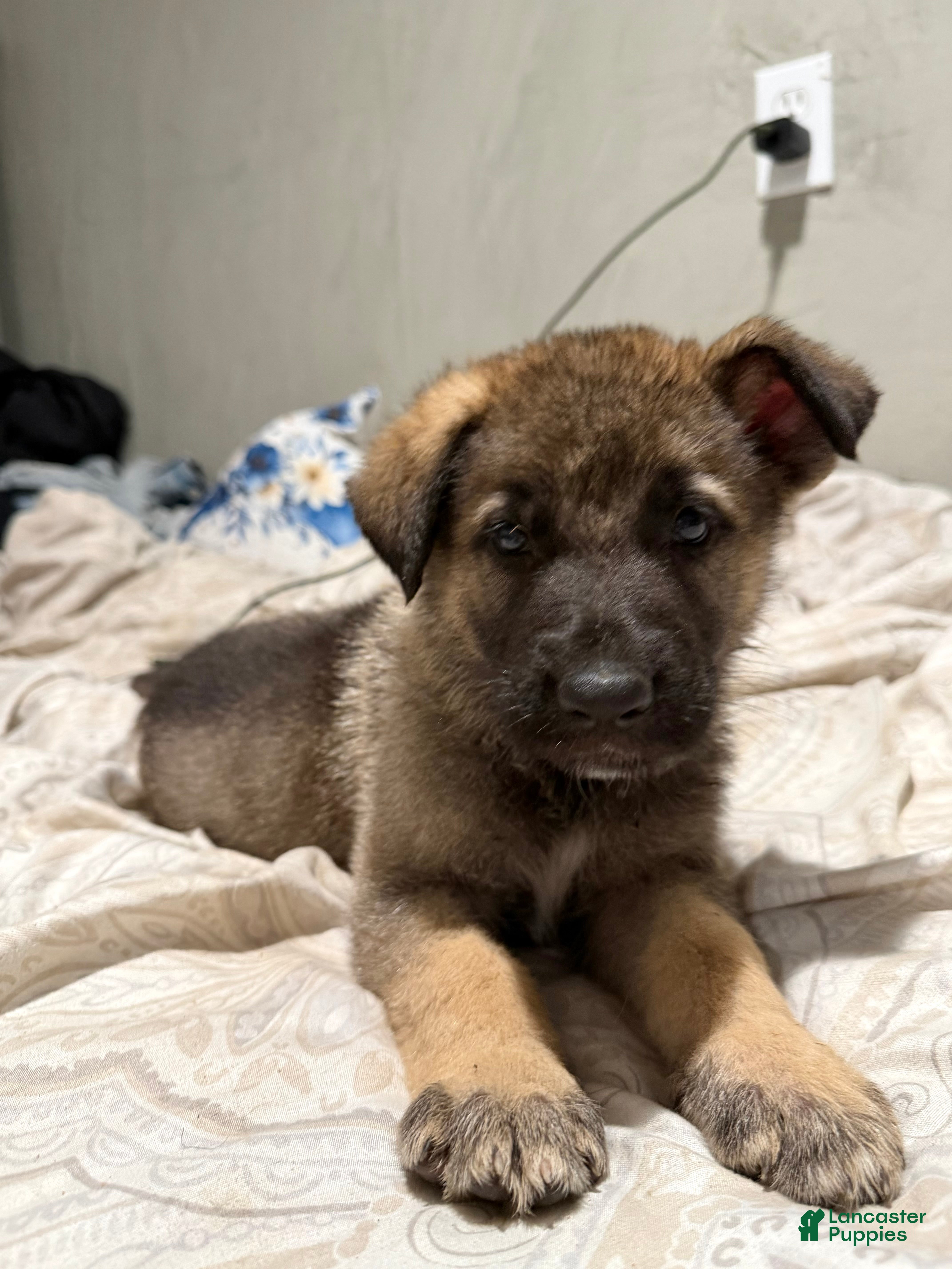 Mixed Breed dogs Mixed Breed 3 - Ad 41