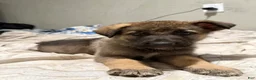 Mixed Breed dogs for sale: Mixed Breed 3 - Ad 1