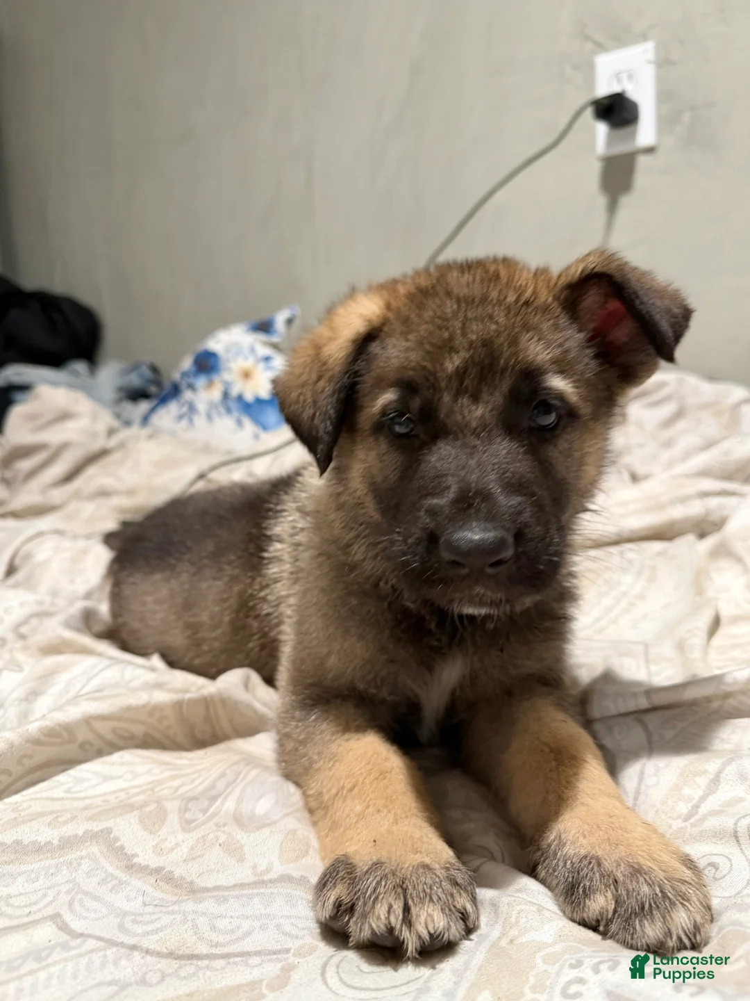 Mixed Breed dogs for sale: Mixed Breed 3 - Ad 1