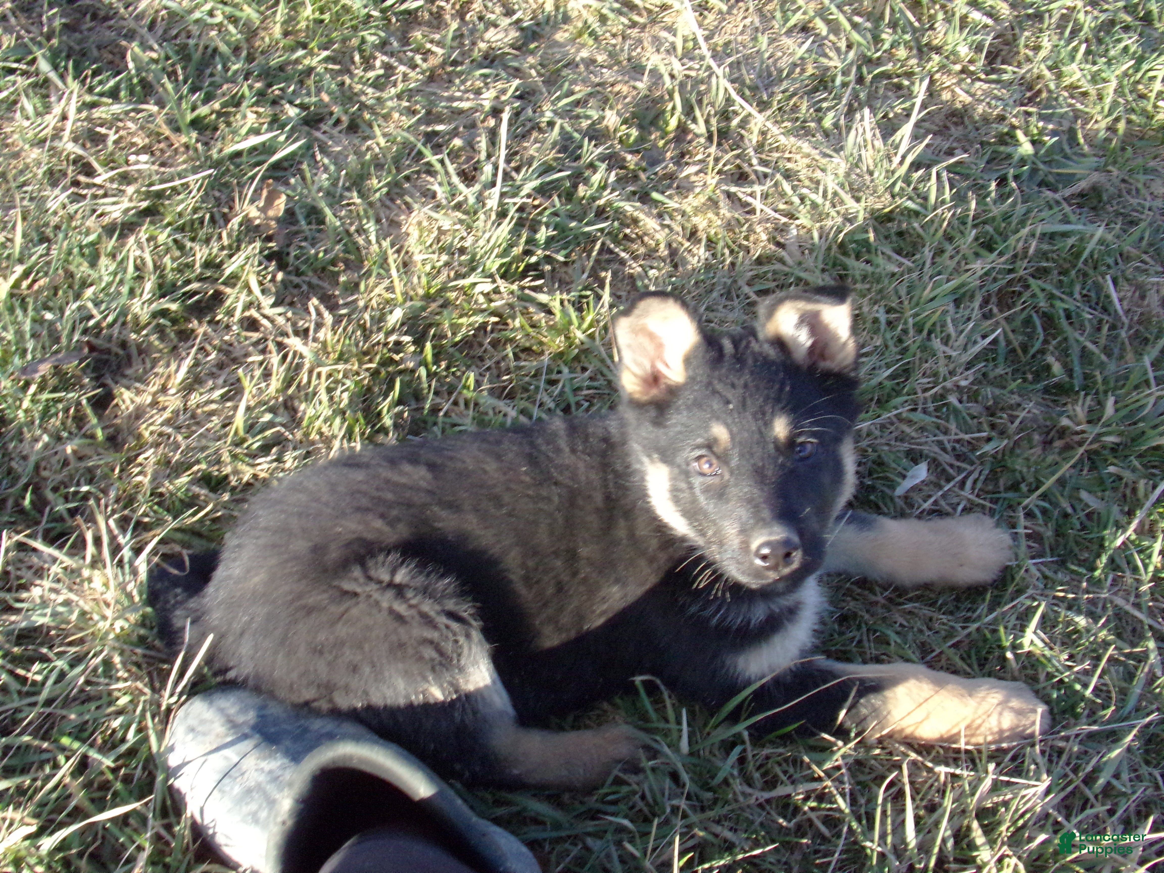 German Shepherd dogs Carley - Ad 2