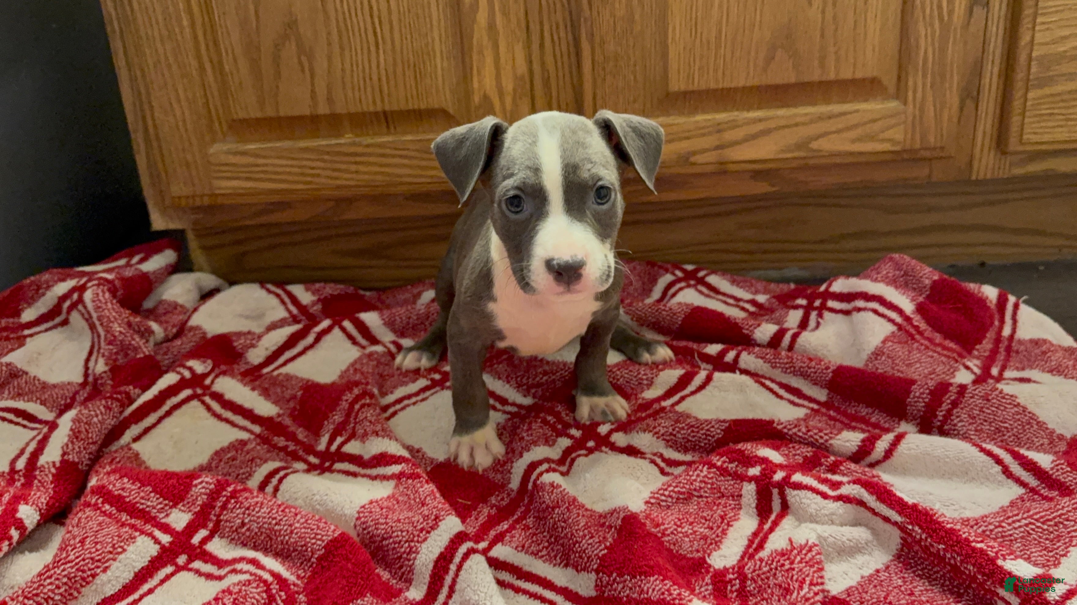 American Pit Bull Terrier dogs American Pit Bull Terrier 2 - Ad 8
