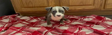 American Pit Bull Terrier 2