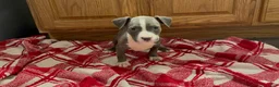 American Pit Bull Terrier dogs for sale: American Pit Bull Terrier 2 - Ad 1