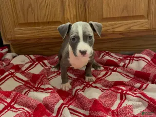 American Pit Bull Terrier dogs American Pit Bull Terrier 2 - Ad 8