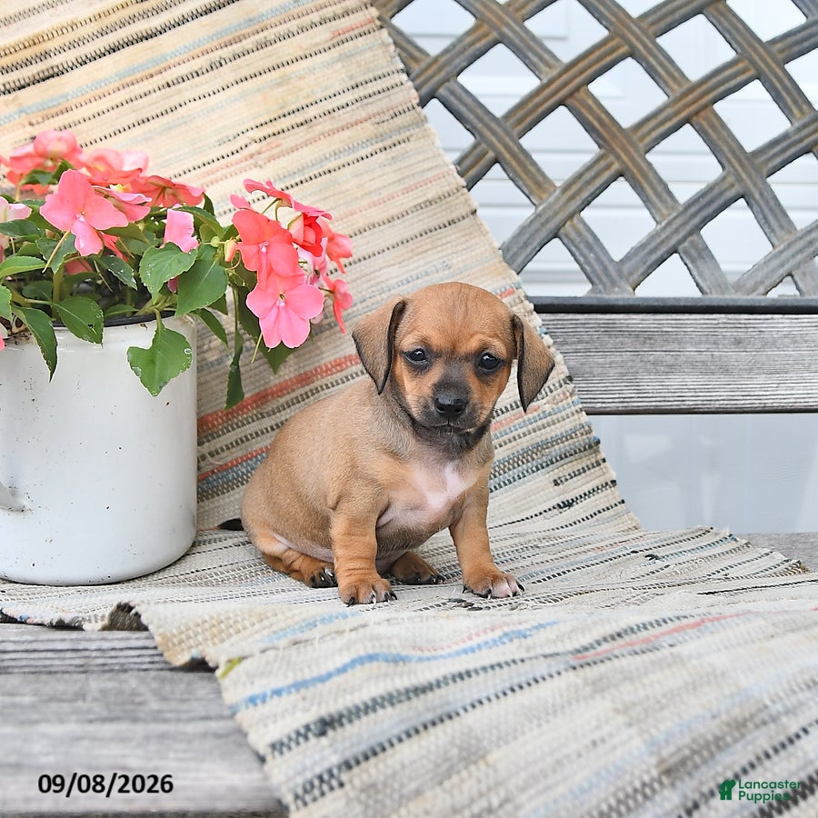 Chiweenie dogs Pearl - Ad 1