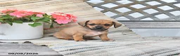 Chiweenie dogs for sale: Pearl - Ad 1