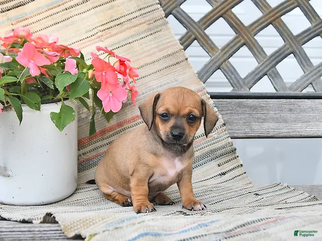 Chiweenie dogs for sale: Pearl - Ad 1