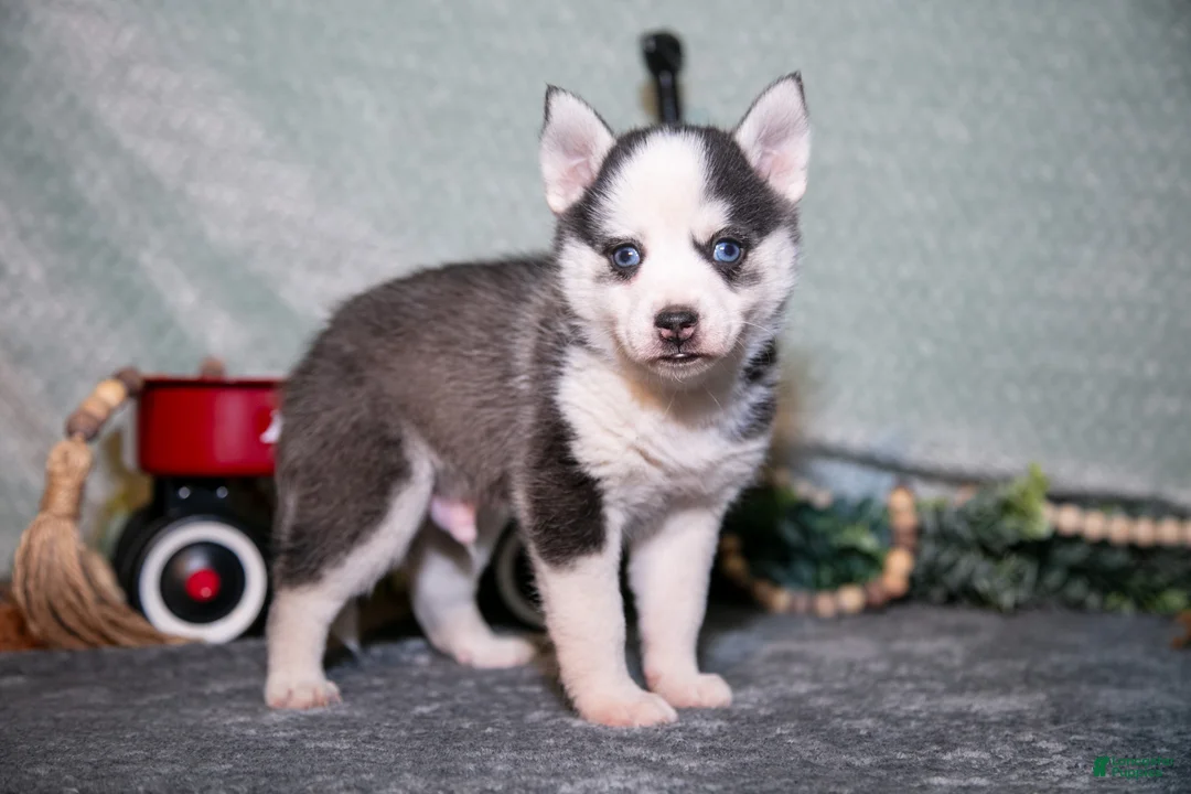 Pomsky dogs for sale: Lollipop - Ad 1