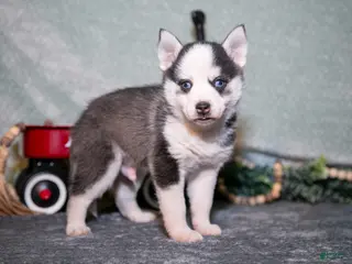 Pomsky dogs Lollipop - Ad 26