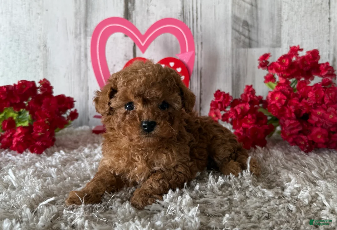 Toy Poodle dogs for sale: Winster - Ad 3