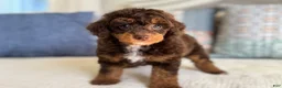 Miniature Poodle dogs for sale: Artie - Ad 10