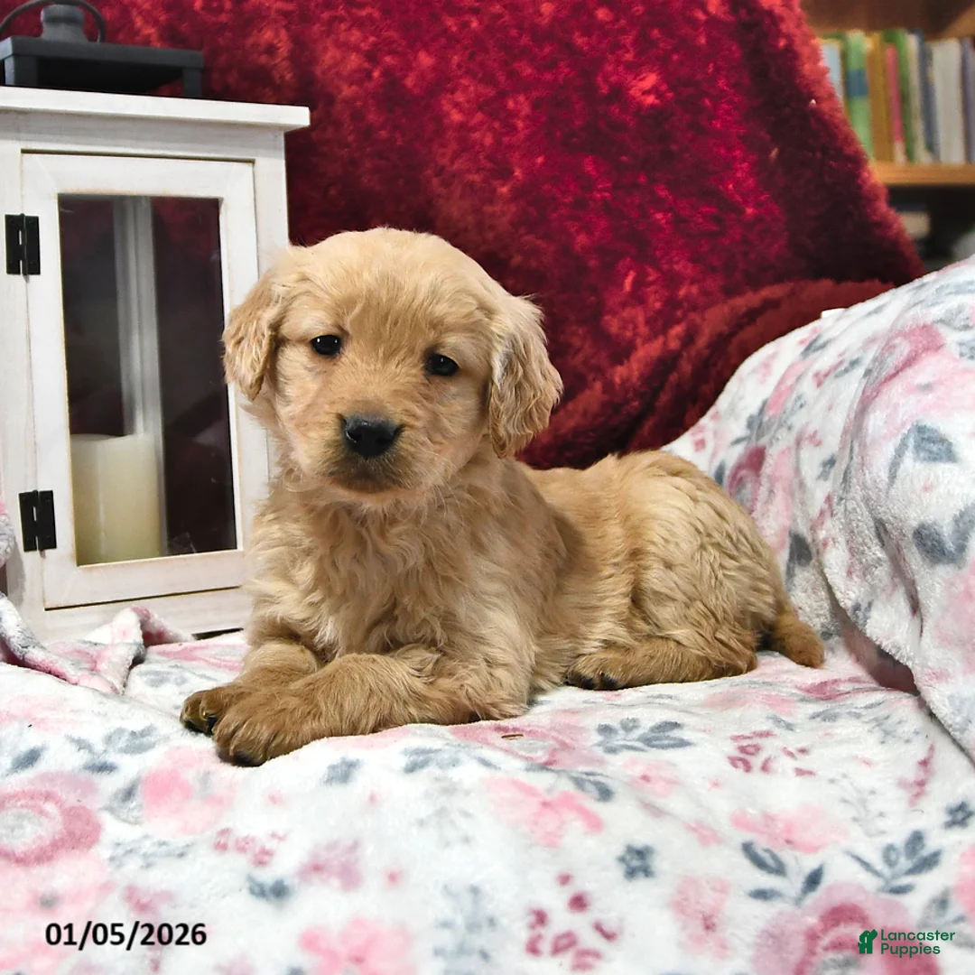 Goldendoodle dogs for sale: Holly - Ad 7