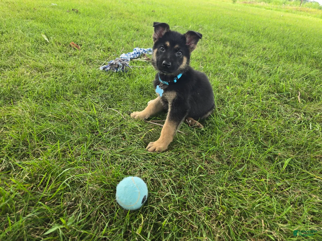 German Shepherd dogs for sale: Boy 1  - Ad 1