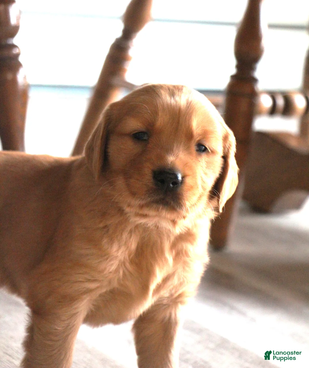 Golden Retriever dogs for sale: Rune - Ad 4