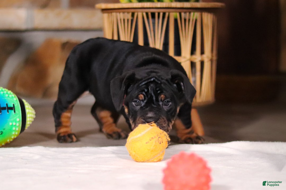 Mixed Breed dogs for sale: Sally - Ad 7