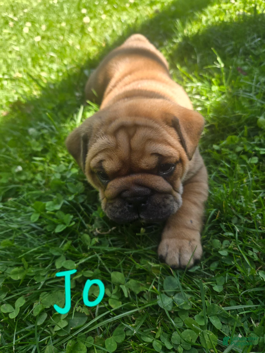 English Bulldog dogs for sale: Jo - Ad 2
