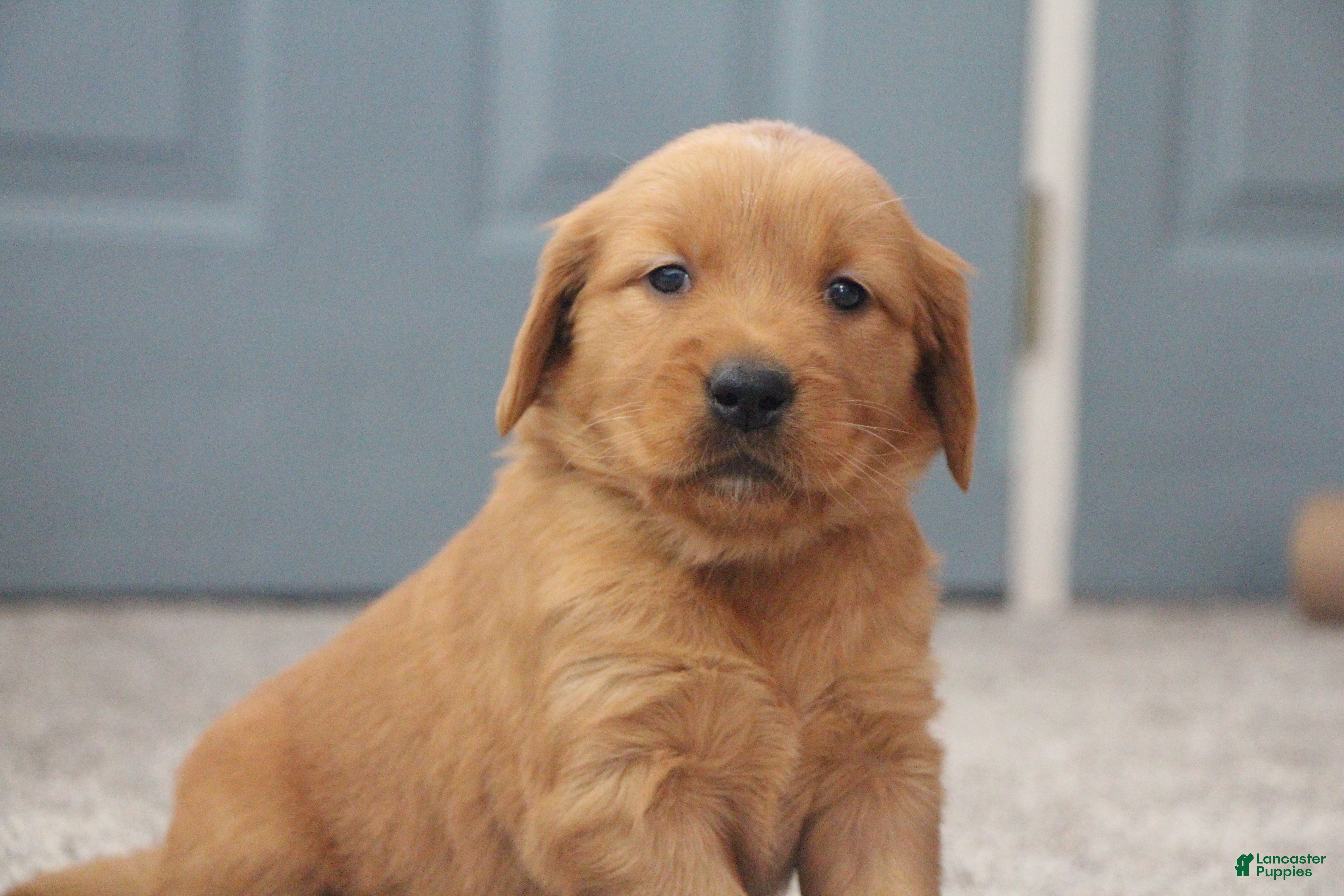 Golden Retriever dogs North - Ad 11