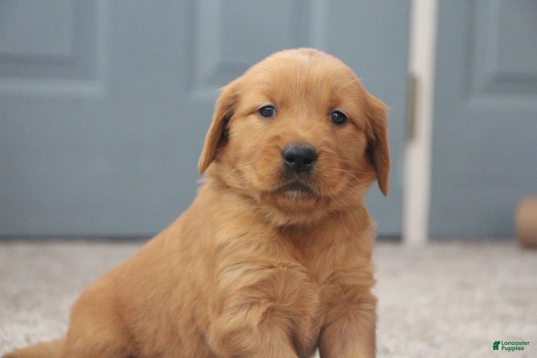 Golden Retriever dogs for sale: North - Ad 1