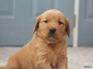 Golden Retriever dogs North - Ad 3