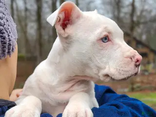 Mixed Breed dogs Luna - Ad 7