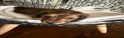 Miniature Dachshund dogs for sale: Teddy - Ad 6