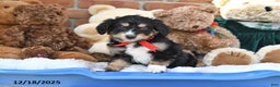 Aussiedoodle dogs for sale: Halle - Ad 3