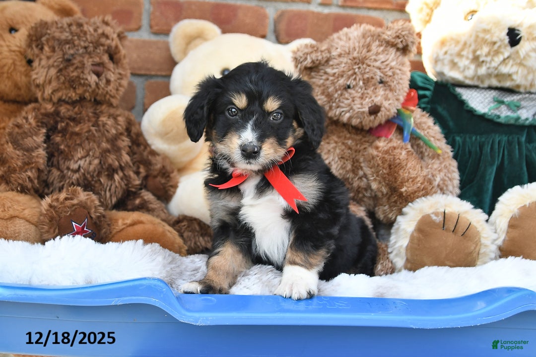 Aussiedoodle dogs for sale: Halle - Ad 3