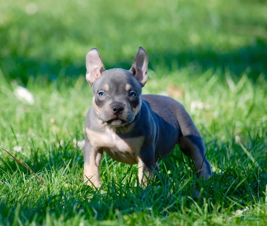American Bully dogs for sale: Blue Tri female  - Ad 1