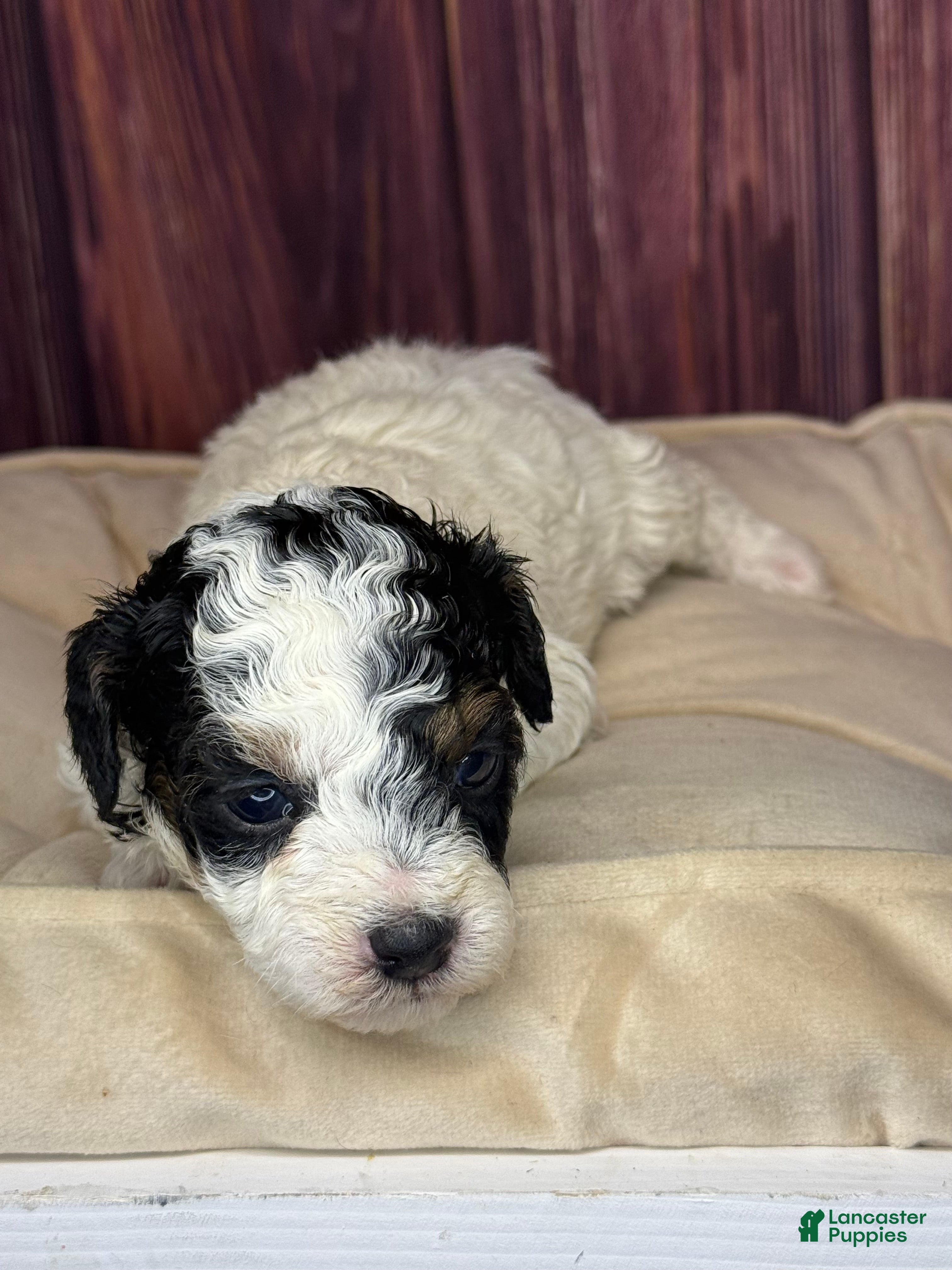 Miniature Poodle dogs Dottie - Ad 2