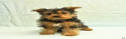 Yorkshire Terrier dogs for sale: Harry - Ad 3