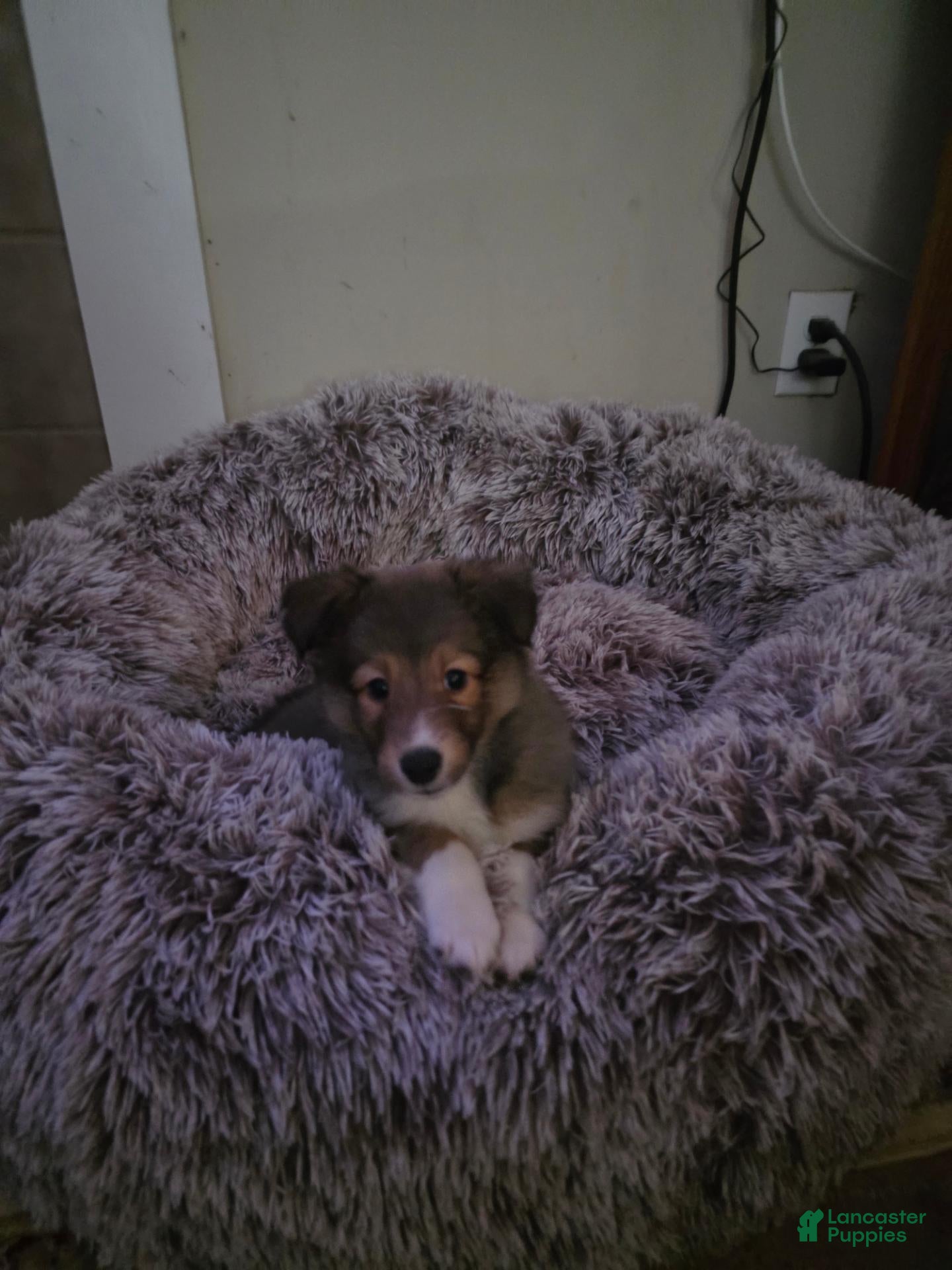 Shetland Sheepdog dogs Resand  - Ad 18