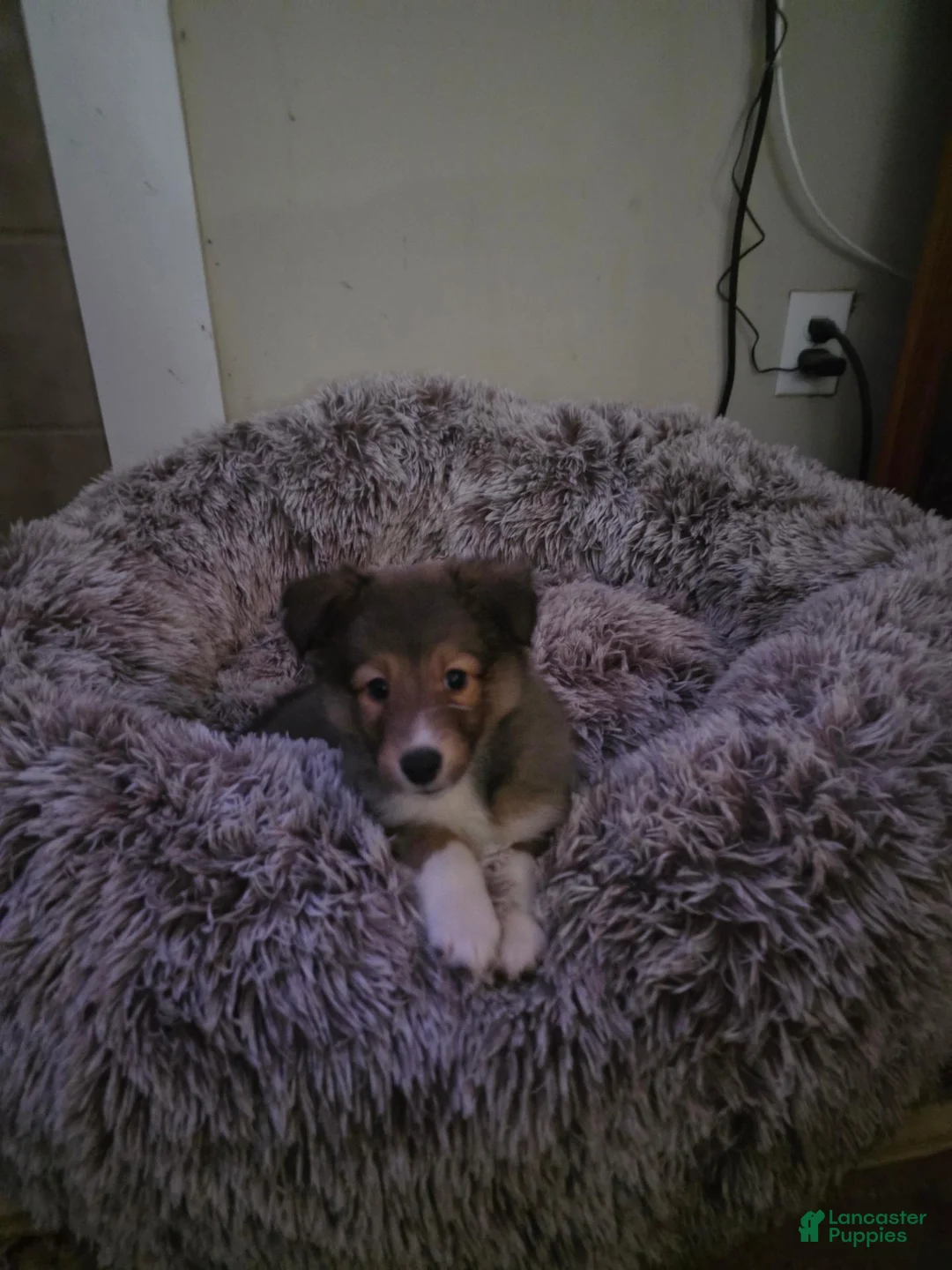 Shetland Sheepdog dogs for sale: Resand  - Ad 1