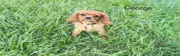 Cavalier King Charles Spaniel dogs for sale: George  - Ad 2