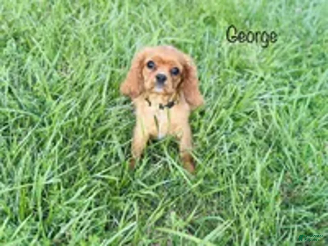 Cavalier King Charles Spaniel dogs for sale: George  - Ad 2