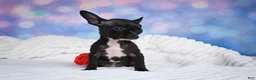 Chihuahua dogs for sale: Becko - Ad 6